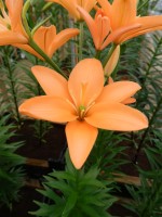 [4090 Orange Cocotte DJ No202.JPG]